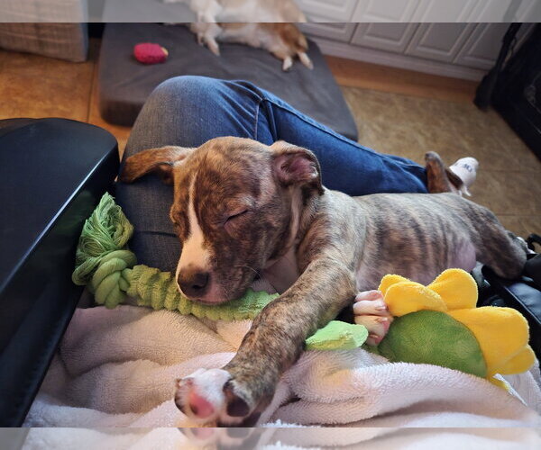 Medium Photo #4 Labrador Retriever-Unknown Mix Puppy For Sale in Holly Springs, NC, USA