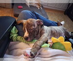 Small #3 Labrador Retriever Mix
