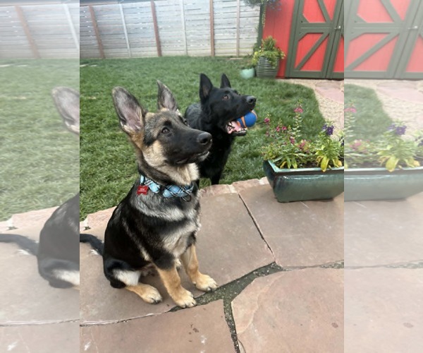 Medium Photo #8 German Shepherd Dog Puppy For Sale in Gretna, NE, USA