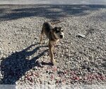 Small Photo #1 Labrador Retriever-Siberian Husky Mix Puppy For Sale in Houston, TX, USA