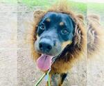 Small #5 Rottweiler Mix