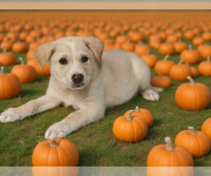 Siberian Husky-Unknown Mix Dogs for adoption in Royal Palm Beach, FL, USA
