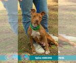 Small #1 American Bulldog Mix