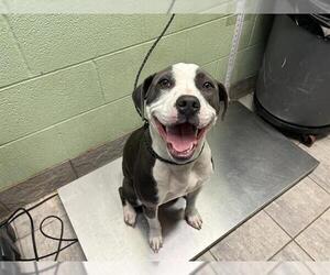 American Staffordshire Terrier-Unknown Mix Dogs for adoption in Grand Prairie, TX, USA