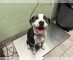 Small American Staffordshire Terrier Mix