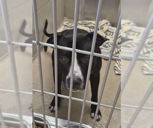 American Pit Bull Terrier Dogs for adoption in Decatur, IL, USA