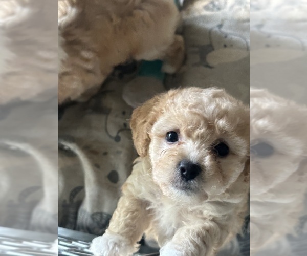 Medium Photo #8 Maltipoo Puppy For Sale in RICHWOOD, LA, USA