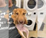 Jude - Male Mutt Dog for Adoption - Small photo