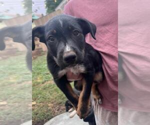 Australian Kelpie-Border Collie Mix Dogs for adoption in LAKE ALMANOR, CA, USA