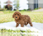 Small Photo #9 Goldendoodle (Miniature) Puppy For Sale in WARSAW, IN, USA