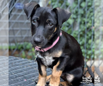 Small #5 Dachshund Mix