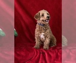 Small Photo #1 Cavapoo Puppy For Sale in GREENVILLE, MO, USA