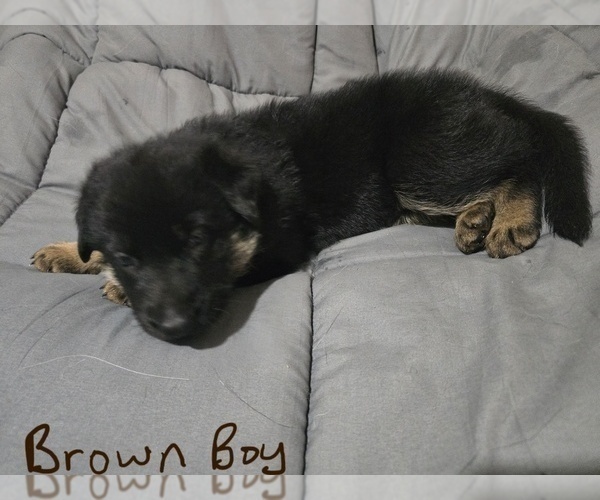 Medium Photo #7 German Shepherd Dog Puppy For Sale in APACHE JUNCTION, AZ, USA