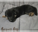 Small Photo #7 German Shepherd Dog Puppy For Sale in APACHE JUNCTION, AZ, USA