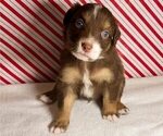 Small #2 Australian Shepherd