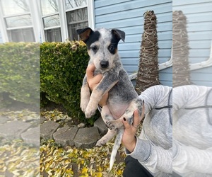 Australian Cattle Dog Puppy for sale in GREENVILLE, OH, USA