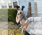 Small Australian Cattle Dog