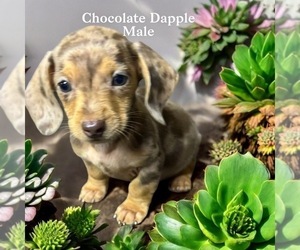 Dachshund Puppy for sale in DELPHOS, OH, USA