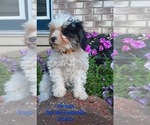 Small Photo #1 Bernedoodle (Miniature) Puppy For Sale in SHIPSHEWANA, IN, USA