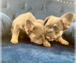 Small #16 French Bulldog