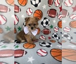Small Photo #4 Morkie Puppy For Sale in LAKELAND, FL, USA