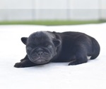 Small #3 Pug