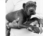 Small Photo #2 Cane Corso Puppy For Sale in ANDERSON, IN, USA