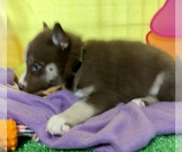Medium Photo #27 Siberian Husky Puppy For Sale in DEARBORN, MO, USA