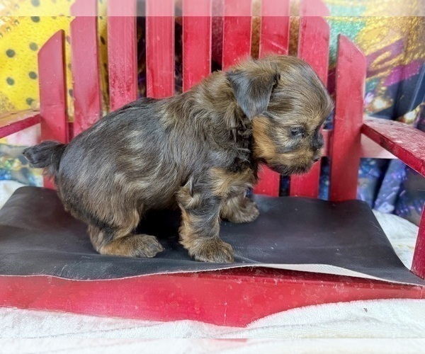 Medium Photo #12 Morkie Puppy For Sale in CASSVILLE, MO, USA