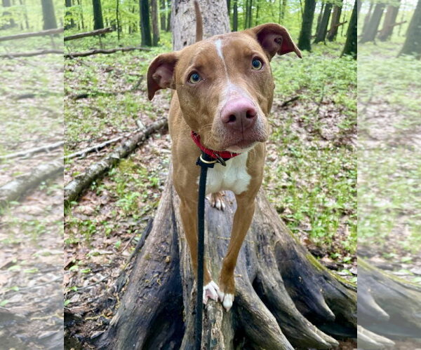Medium Photo #16 American Pit Bull Terrier-Blue Lacy Mix Puppy For Sale in Rockaway, NJ, USA