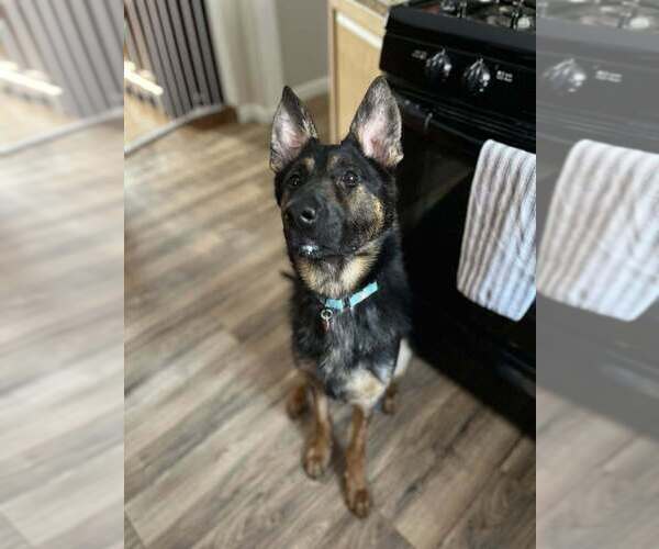 Medium Photo #3 German Shepherd Dog-Unknown Mix Puppy For Sale in Springdale, PA, USA