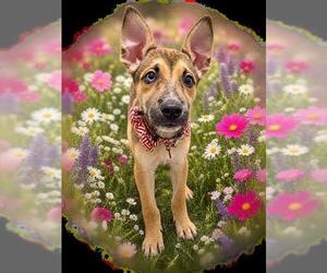 Siberian Husky Dogs for adoption in Forestville, MD, USA