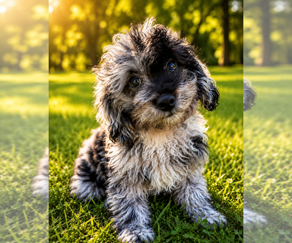 Medium Photo #60 Cavapoo (Miniature) Puppy For Sale in DURHAM, CT, USA