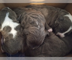 American Pit Bull Terrier Puppy for sale in DOS PALOS, CA, USA
