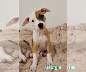 American Pit Bull Terrier-Unknown Mix Dogs for adoption in Des Moines, IA, USA