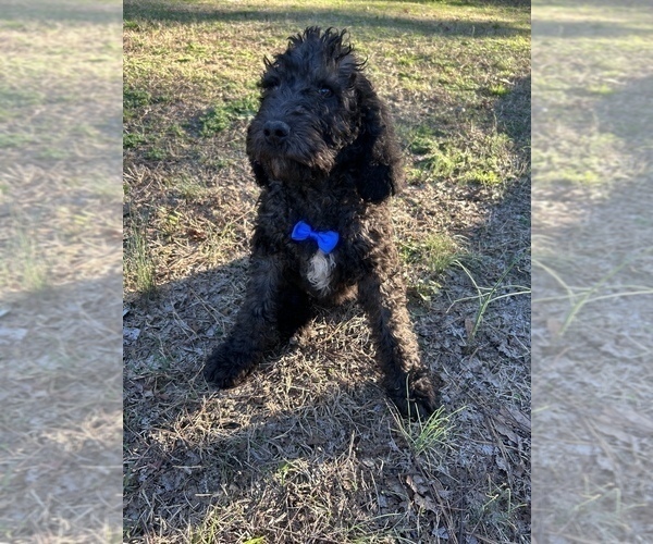 Medium Photo #8 Labradoodle-Poodle (Standard) Mix Puppy For Sale in MIDDLESEX, NC, USA