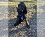 Small Photo #8 Labradoodle-Poodle (Standard) Mix Puppy For Sale in MIDDLESEX, NC, USA