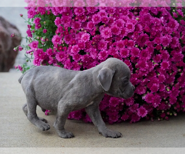 Medium Photo #2 Cane Corso Puppy For Sale in GRABILL, IN, USA