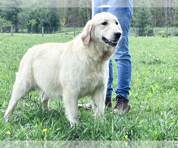 Medium Photo #1 Golden Retriever Puppy For Sale in NEOLA, WV, USA