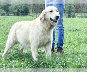 Mother of the Golden Retriever puppies born on 07/26/2026