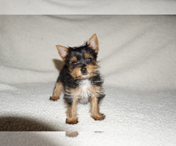 Medium Photo #1 Yorkshire Terrier Puppy For Sale in DUNDEE, OH, USA