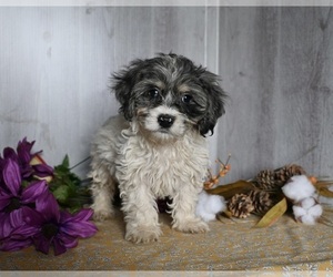 Zuchon Puppy for sale in DRESDEN, OH, USA