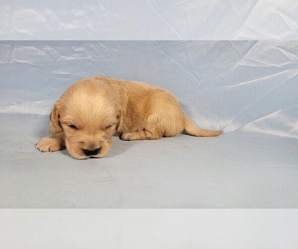Medium Photo #2 Golden Retriever Puppy For Sale in BLACK FOREST, CO, USA