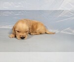 Small #1 Golden Retriever
