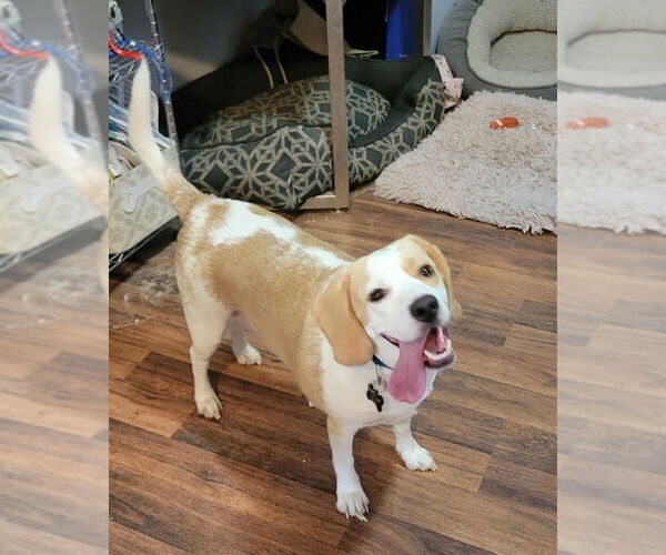 Medium Photo #11 Beagle Puppy For Sale in Las Vegas, NV, USA