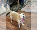 Small #10 Beagle