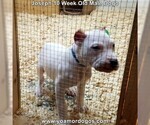 Small Photo #88 Dogo Argentino Puppy For Sale in PINEVILLE, MO, USA