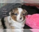 Small Photo #8 Aussie-Corgi Puppy For Sale in LIND, WA, USA