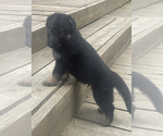 Small Photo #9 German Shepherd Dog Puppy For Sale in MOUNT VERNON, TX, USA