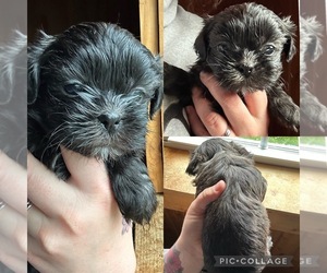Shih Tzu Puppy for Sale in SHELDON, Vermont USA